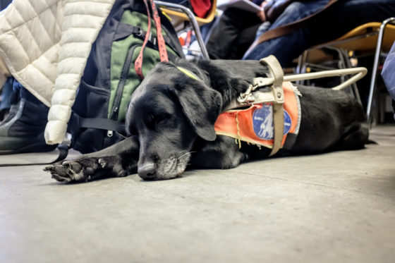 Das Foto zeigt die Nahaufnahme eines schlafenden Blindenhundes (schwarzer Labrador) auf dem openTransfer CAMP #Inklusion.